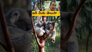 కచచితంగా తెలుసుకొండి!Most Interesting Facts about Animals.telugu facts by lalii.#animalfacts