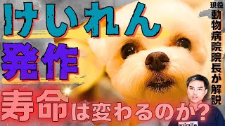 【犬のけいれん・発作】起きてしまったらどうする！？　原因・検査・治療は？　寿命に影響するの？　【獣医師・愛玩動物看護師・動物病院・ペット】#てんかん