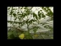 discovery channel documentary moringa tree of life