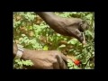 discovery channel documentary moringa tree of life