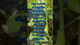 എത്ര പഴകിയ നടുവേദന, ഒടിവ്, ചതവ്.മാറ്റിയെടുക്കുന്ന ഒരു ഔഷധ ചെടി കുറച്ചു നിങ്ങൾ അറിയില്ലേ.... share 🙏