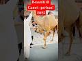 Amazing Camel Qurbani 2025 🐪❤️ Eid #shortsfeed #eiduladha #camel #foryou #cow #goat #ytshorts#viral
