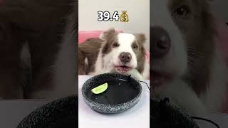 【狗狗試吃官】格林急頭白臉吃壹頓生骨肉，需要多少呢#pet #dog #萌宠 #狗狗吃播 #不养狗不知道养狗的乐趣 #狗狗吃饭 #shorts