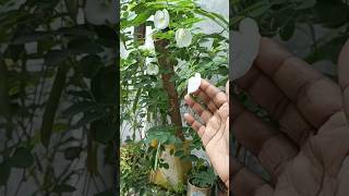 నా దగ్గర ఈ మొక్క లేదు#ytshorts#gardening #trending #Rojasrinivas9128