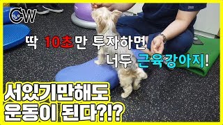 강아지 다이어트 운동방법! 서있기만하면 너두 근육강아지가 될수있어!