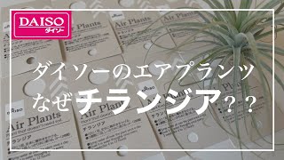 【エアプランツ】ダイソーのエアプランツはなぜチランジアなのか