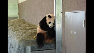 青年パンダの苦悩　panda　大熊猫