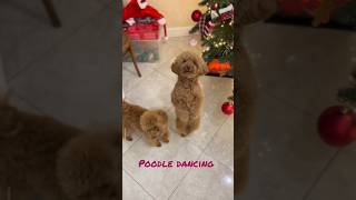 Poodle dancing video🐩🐕 😍 || Funny moments 🤣🤣 #shorts #shortvideo #poodle