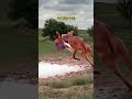 Wild animals at close range Fantastic animals on TikTok The world of the jungle Animal world Pre