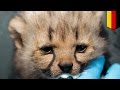 Cute baby cheetahs: these seven little flurry cuddly cubs are just too adorable - TomoNews