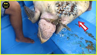 50 Animals That Asked People for Help \u0026 Kindness! Save Sea Turtles Removing Painful Barnacles! #144