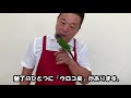 【こんぱまるtv】ウロコインコの「魅力」お伝えします！【鳥紹介】