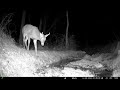 buck headstands polar plunge crows and bunny bounce trail cam highlights 1.23.25