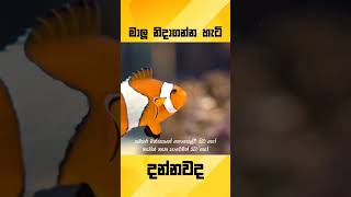 ඇස් ඇරගෙන නිදා ගන්න මාළු 🐟 Do You Know Sinhala