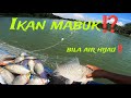 IKAN MABUK⁉️LANGGAR JARING KETIKA AIR SUNGAI MENJADI HIJAU‼️HASIL PADUU