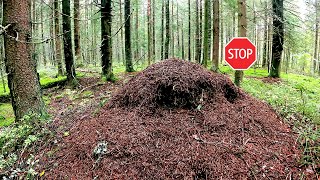 ГРИБНИК ОШАРАШЕН! УШЁЛ ПО ГРИБЫ И ОБАЛДЕЛ! БЕЛЫЕ ГРИБЫ ДОЖДЕВИКИ, ЧЁРНЫЙ ГРУЗДЬ, ЛИСИЧКИ. ГРИБЫ 2022