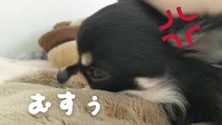 服を着せると激おこしてしまうチワワ  ブラックタンチワワの麦#チワワ #Chihuahua