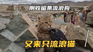 刚收留一条流浪狗，又来了一只流浪猫，这可咋办也没条件再收留了【行者北大双】