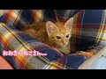 【保護子猫】ねずみ捕りのベタベタがついてた子猫、会いに行ったらめちゃ鳴かれた。てんちゃん