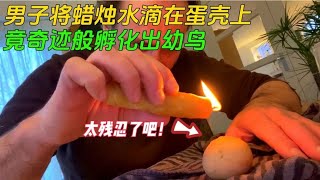 男子将滚烫的蜡水滴在鸟蛋上，竟奇迹般孵化出幼鸟，还非常的漂亮【动物探长】