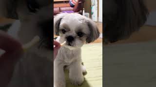 愛犬大好きあるある『親バカ』part2#シーズー #shihtzu #癒し