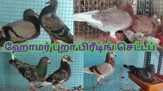 ஹோமர் புறா  பிரீடிங் செட்டப் கூப்ஸ் அப்டேட் / Homer pigeon breeding setup , coops update