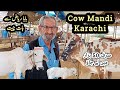 Liyari Cow Mandi Update | Cow Mandi Pakistan 2023  | Bakra Mandi Karachi Sep 2023