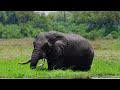 wild animals 8k ultra hd