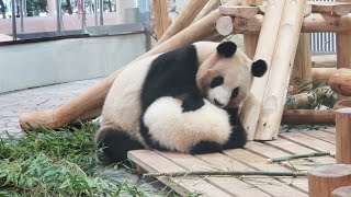 お母さんが食べてる間に、そっと逃げるように帰っていく🎵 可愛い❤ 赤ちゃんパンダ🐼 結浜🎀 #4KUPCONVERT #アドベンチャーワールド🐼