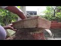 how to make banyan tree bonsai grow banyan bonsai