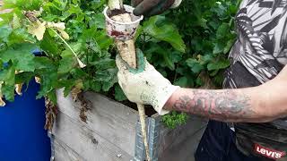 SHEDWARS21: GARDENING 🌻 Can I Eat Radish Seed Pods As A Delicious Snack 🌻 Parsnip Reveal