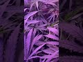 Dwc grow (Hermaphrodite Grow)