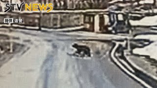 ドラレコにクマの映像　道路を横切る　体長１メートル未満の若いクマ　札幌市手稲区