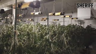 Sheriff: More than $6.5M worth of marijuana seized from illegal grow operation in North Plains