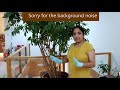 how to prune indoor plant ficus benjamina weeping fig and grow new plants from the pruned branches