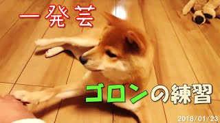 【柴犬一発芸】豆柴ゆずのゴロンの練習 - Mameshiba Yuzu is learning new trick. -