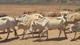 Ethiopian drought takes its toll