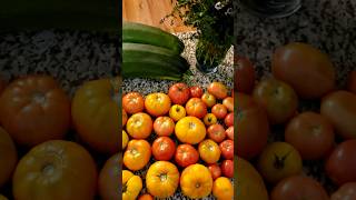 Small Harvest Before a Possible Freeze! #garden #gardening #tomato #farmlife #gardens #harvest #farm