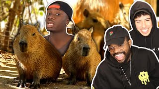 MOST WHOLESOME ANIMAL ? 🥰😭| The Science Behind the Unproblematic Nature of the Capybara | REACTION!