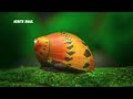 best snails for the beginner aquarium fish tank the good the bad and the pests