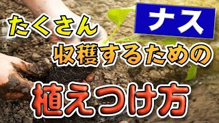 【ナス栽培】植えつけ方【たくさん収穫するためのコツ】家庭菜園・種から育てています！【絹皮水ナス】【有機栽培】【無農薬】