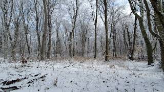 Snowfall in the Forest and the singing of Winter Birds