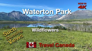 Waterton Park - Episode 5 Wildflowers