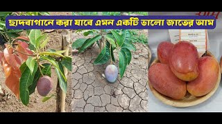 Full information about Ambika mango Neela's garden update video