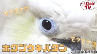 【こんぱまるＴＶ】相生店　＃9　モフモフ♡ホクゴウキバタン