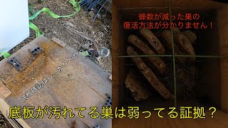 日本ミツバチの蜂数が減った巣の復活方法が分かりません。