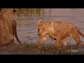 lion family tries to cross river birth of a pride