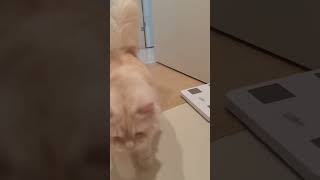 ブラッシングを理解してる猫　#shorts