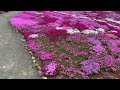 【北の大地を巡る…芝桜】 倶知安町に行ってきました！三島さん家の芝桜は魔法の絨毯！？ピンクの絨毯で幸せな気持ちになりました。