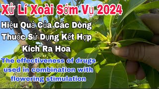 Xử Lí Xoài Sớm Vụ 2024, Hiệu Quả Của Các Dòng Thuốc Sử Dụng Kết Hợp Kích Ra Hoa | VTK.CHANNEL